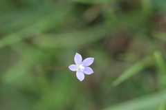 Wahlenbergia marginata